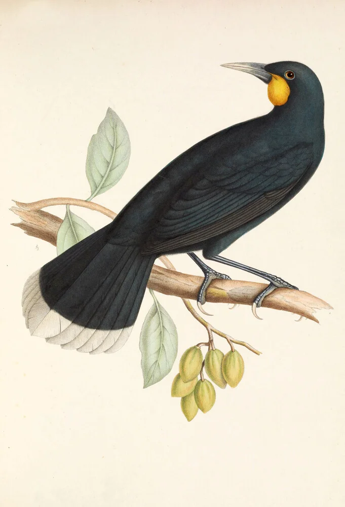 Huia / Lappentopf - fotokunst von Vintage Nature Graphics