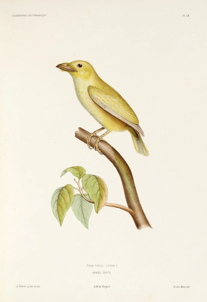 Rotscheitel-Bartvogel - fotokunst von Vintage Nature Graphics