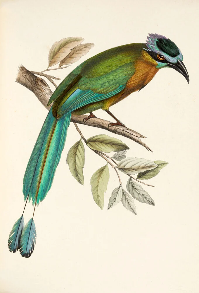 Das Motmot von Lesson oder das Motmot mit dem blauen Diadem - fotokunst von Vintage Nature Graphics