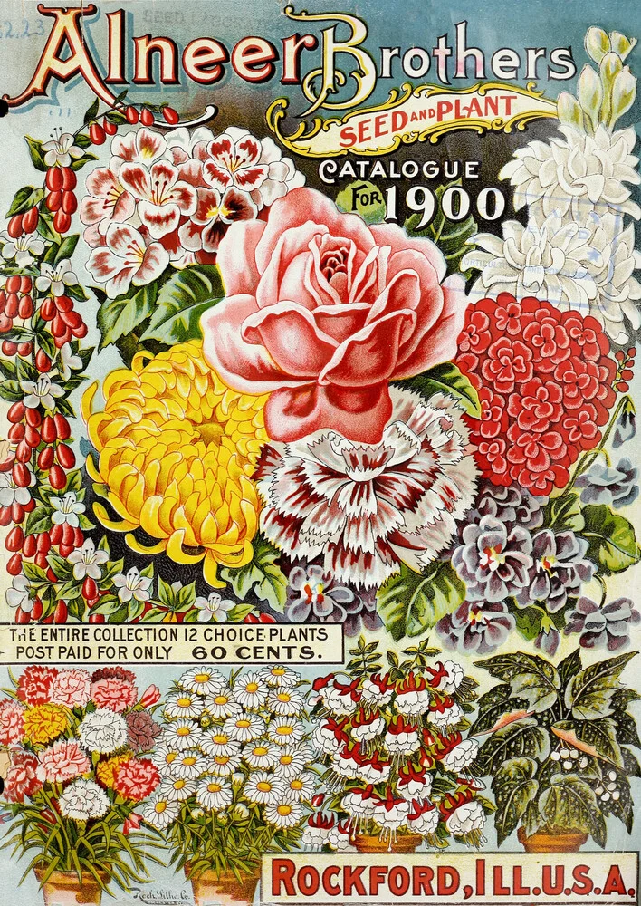 Alneer Brothers Seed And Plant - fotokunst von Vintage Nature Graphics