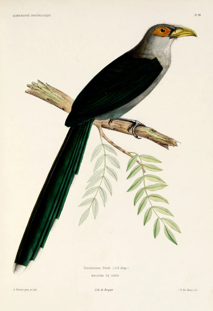 Schwarzbauch-Malkoha - fotokunst von Vintage Nature Graphics