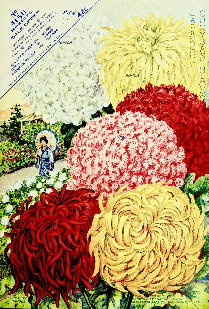 Vintage Chrysanthemen Illu - fotokunst von Vintage Nature Graphics
