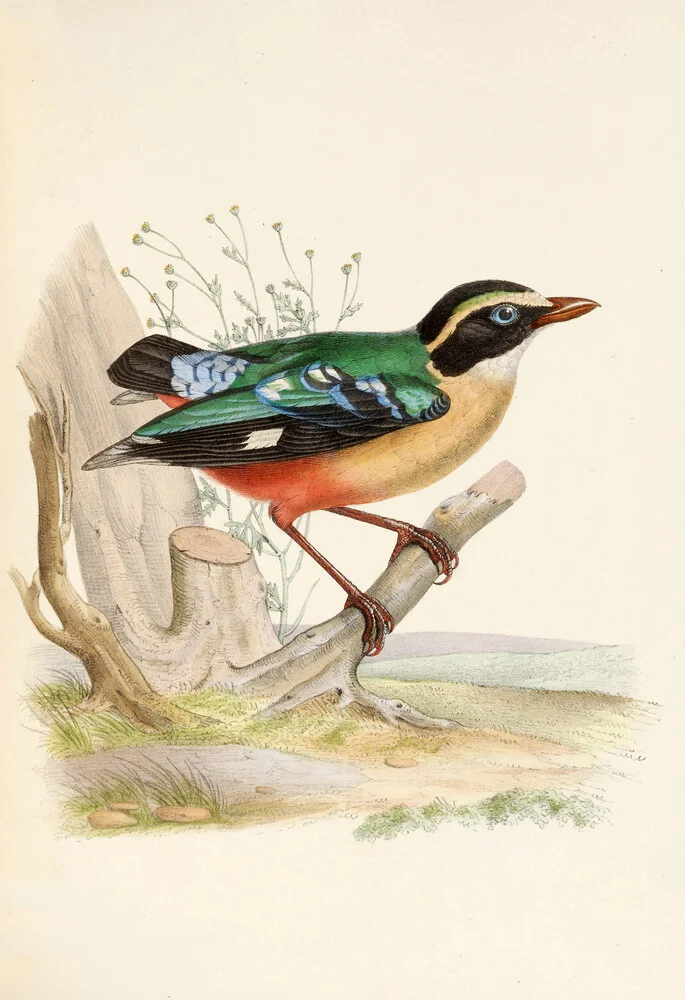 African Pitta - Fineart photography by Vintage Nature Graphics