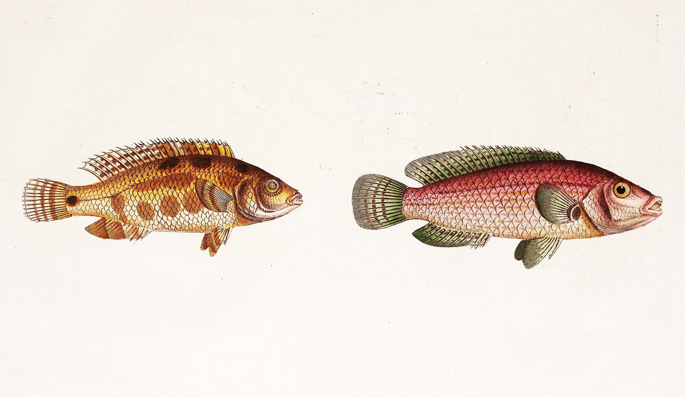 Fische 1 - fotokunst von Vintage Nature Graphics