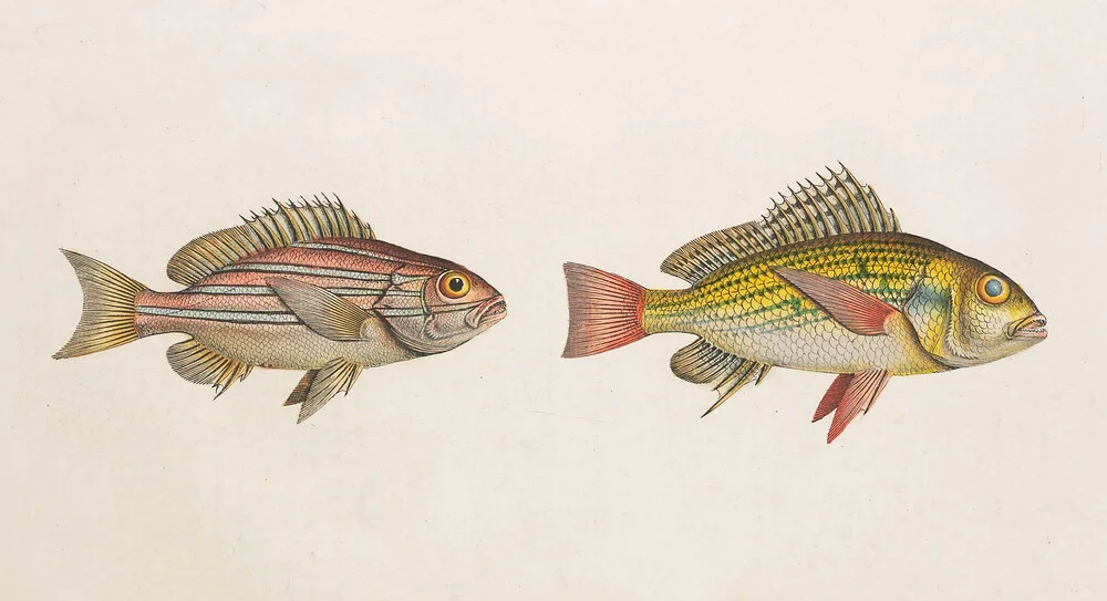 Fische 3 - fotokunst von Vintage Nature Graphics
