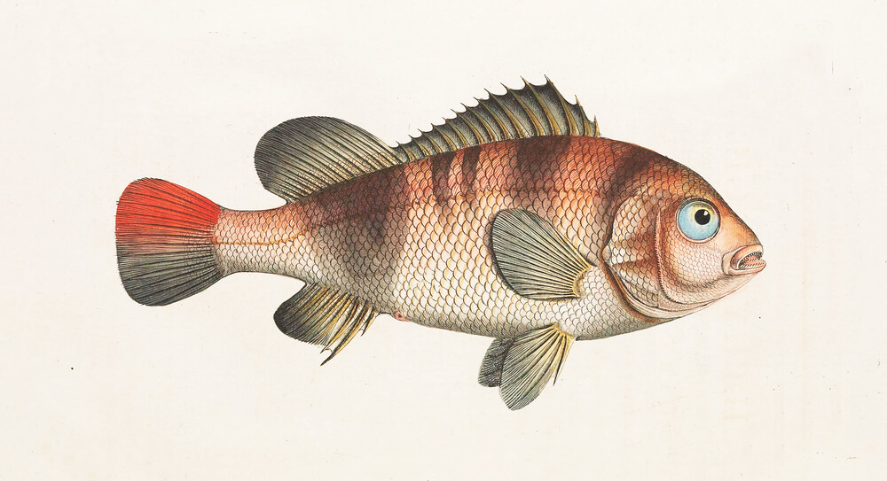 Fisch 6 - fotokunst von Vintage Nature Graphics