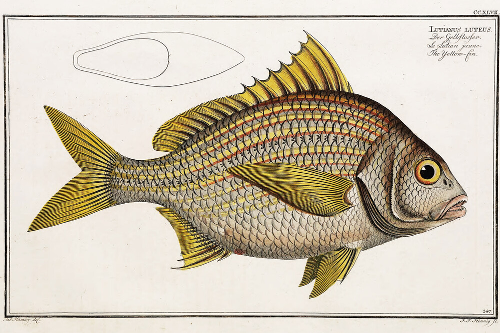 Fisch 7 - fotokunst von Vintage Nature Graphics