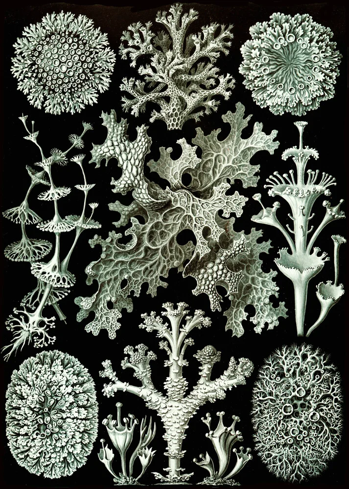 Lichenes - fotokunst von Vintage Nature Graphics