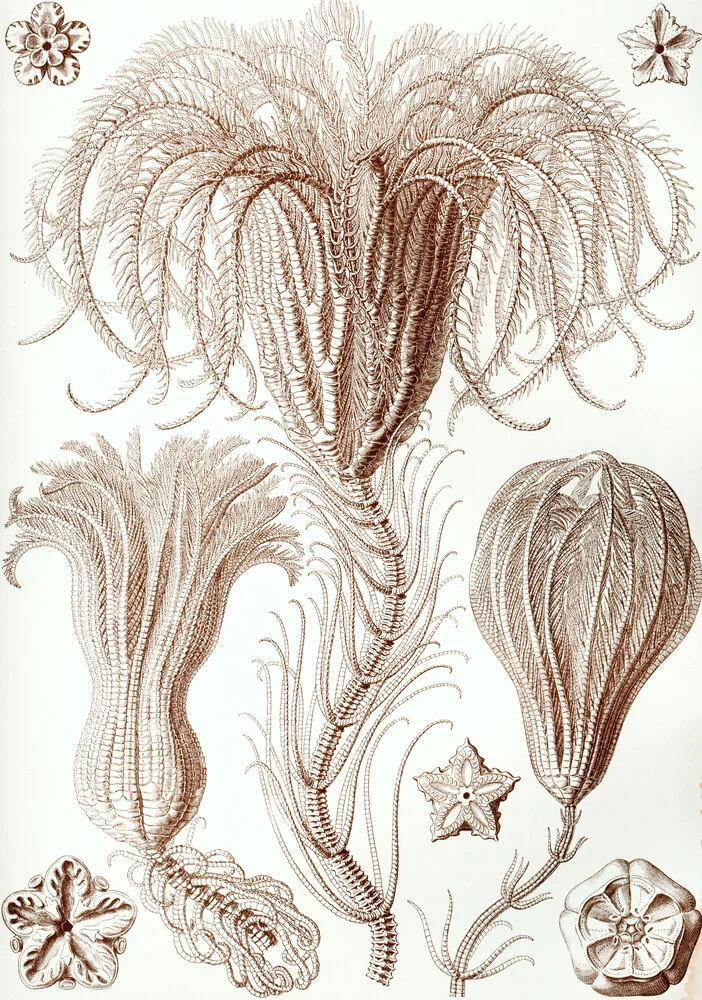 Crinoidea - fotokunst von Vintage Nature Graphics