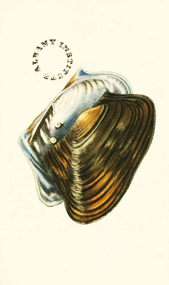 Vintage Illustration Shells 7 - Fineart photography by Vintage Nature Graphics