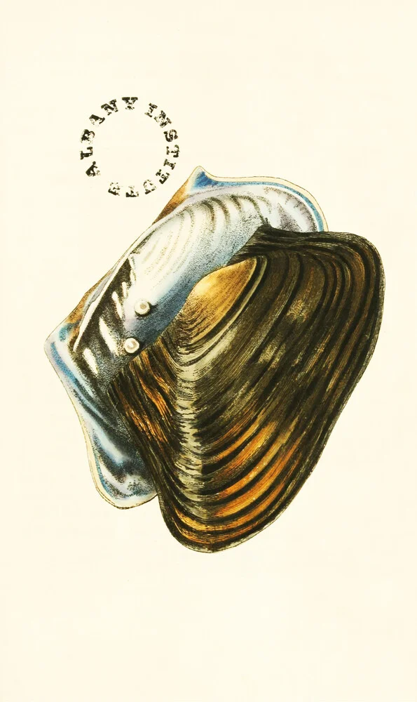 Vintage Illustration Muscheln 7 - fotokunst von Vintage Nature Graphics