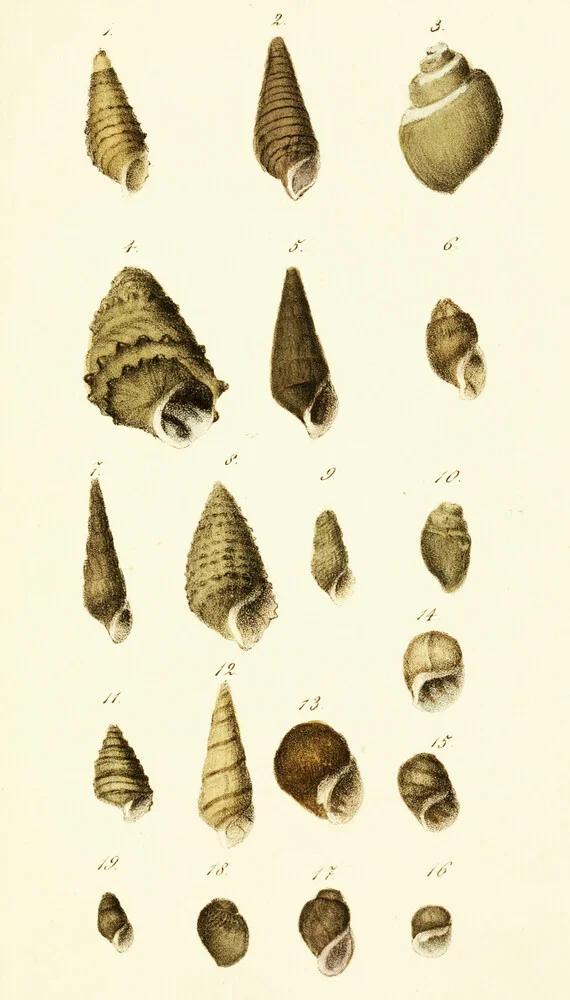 Vintage Illustration Shells 8 - Fineart photography by Vintage Nature Graphics