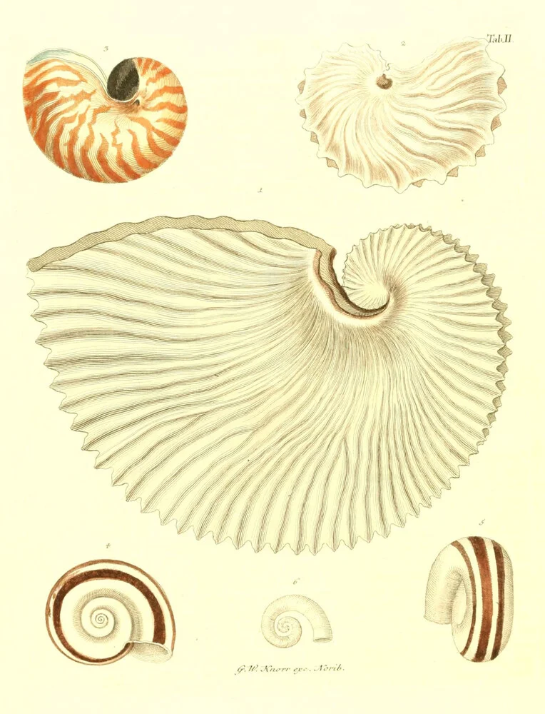 Vintage Illustration Shells 1 - Fineart photography by Vintage Nature Graphics