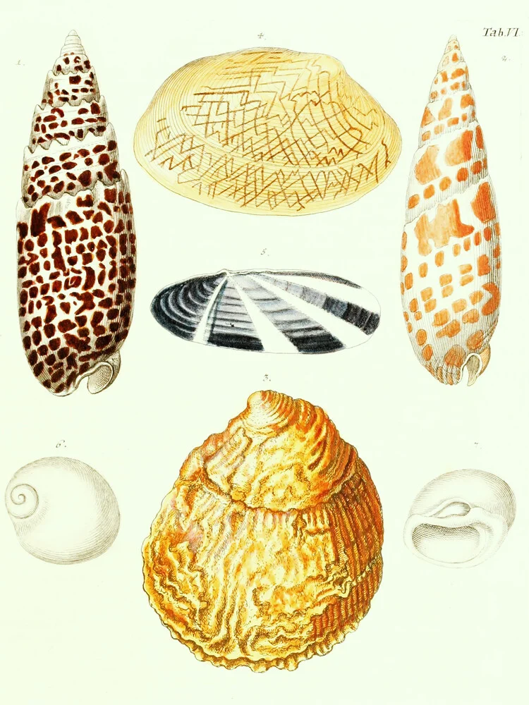 Vintage Illustration Muscheln 3 - fotokunst von Vintage Nature Graphics