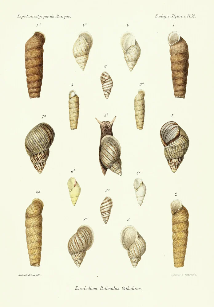 Vintage Illustration Shells 14 - Fineart photography by Vintage Nature Graphics