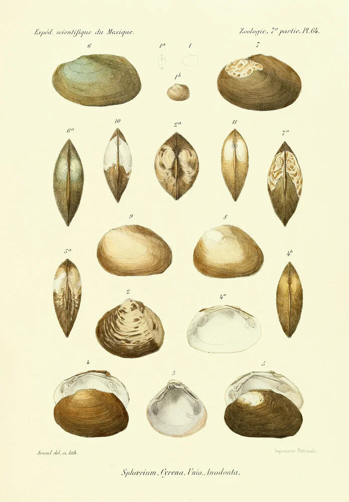 Vintage Illustration Shells 13 - Fineart photography by Vintage Nature Graphics