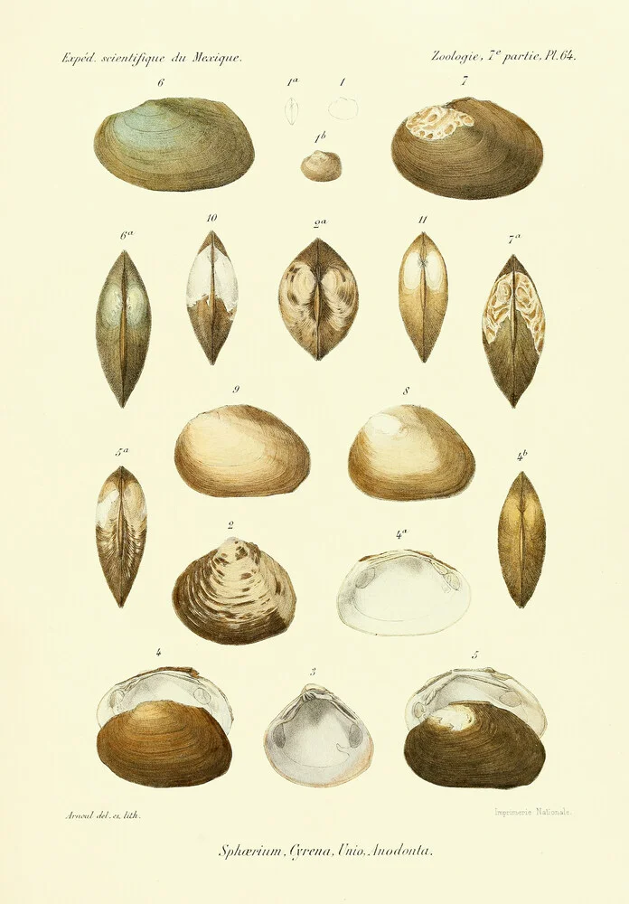 Vintage Illustration Muscheln 13 - fotokunst von Vintage Nature Graphics