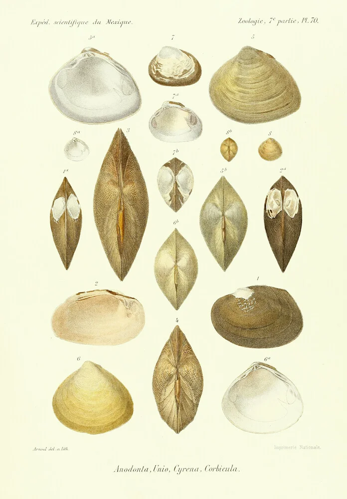 Vintage Illustration Muscheln 11 - fotokunst von Vintage Nature Graphics