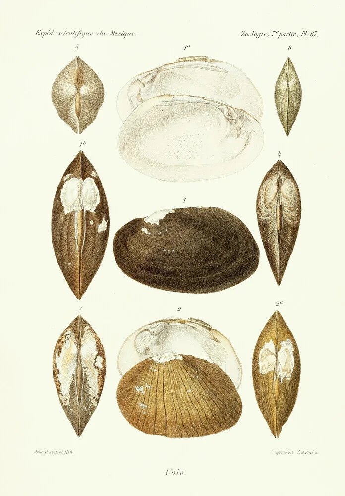 Vintage Illustration Shells 5 - Fineart photography by Vintage Nature Graphics