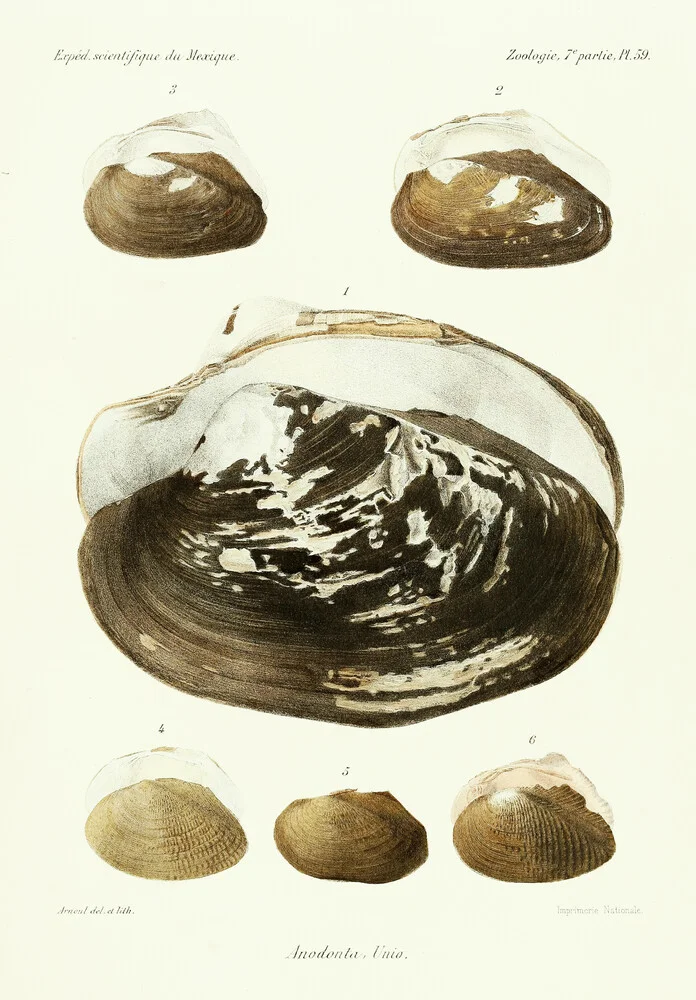 Vintage Illustration Shells 9 - Fineart photography by Vintage Nature Graphics