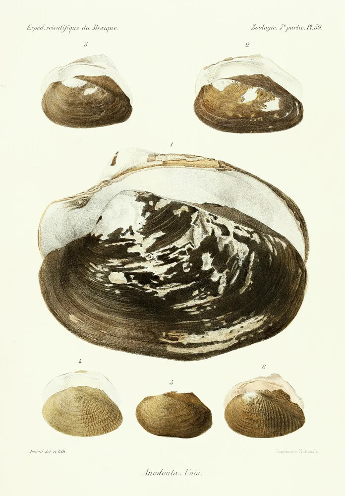 Vintage Illustration Muscheln 9 - fotokunst von Vintage Nature Graphics