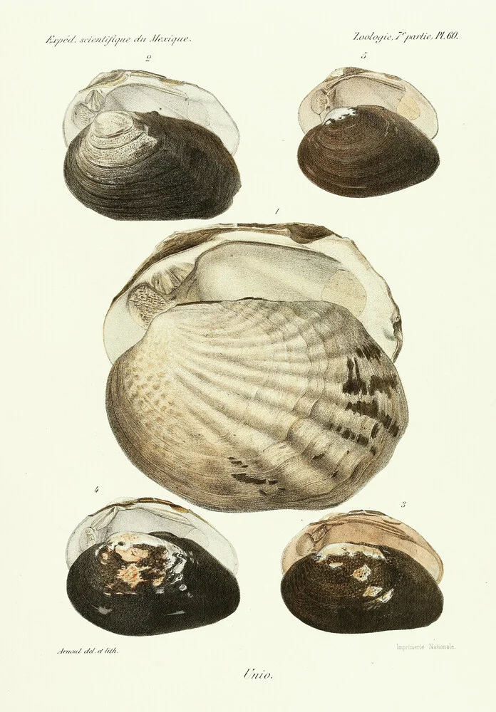 Vintage Illustration Shells 10 - Fineart photography by Vintage Nature Graphics