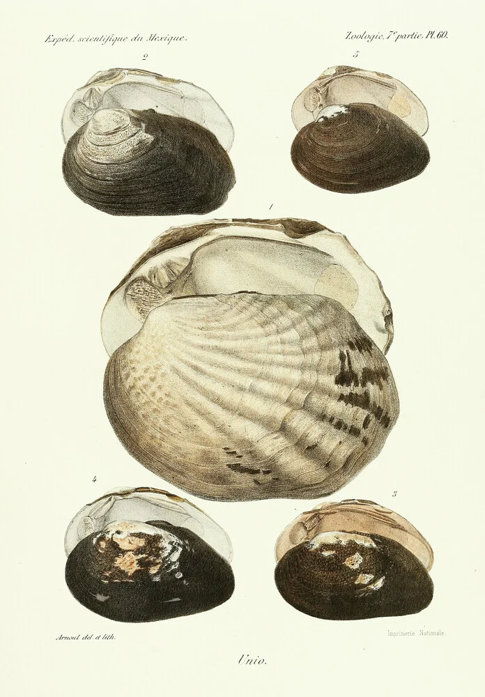 Vintage Illustration Muscheln 10 - fotokunst von Vintage Nature Graphics