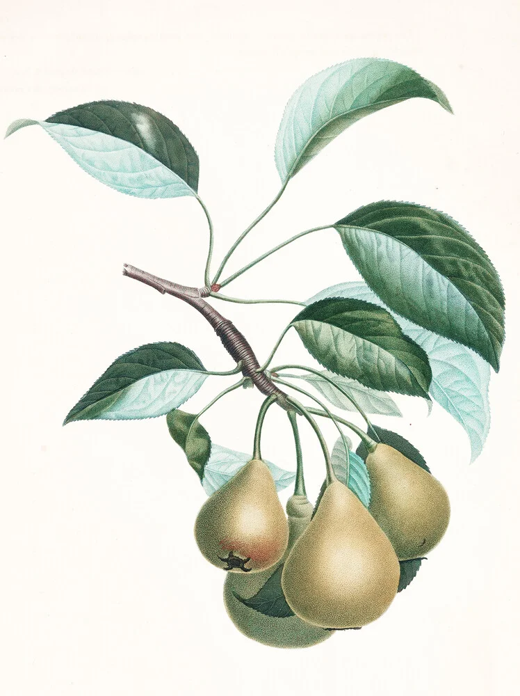 Vintage illustration pears 1 - Fineart photography by Vintage Nature Graphics