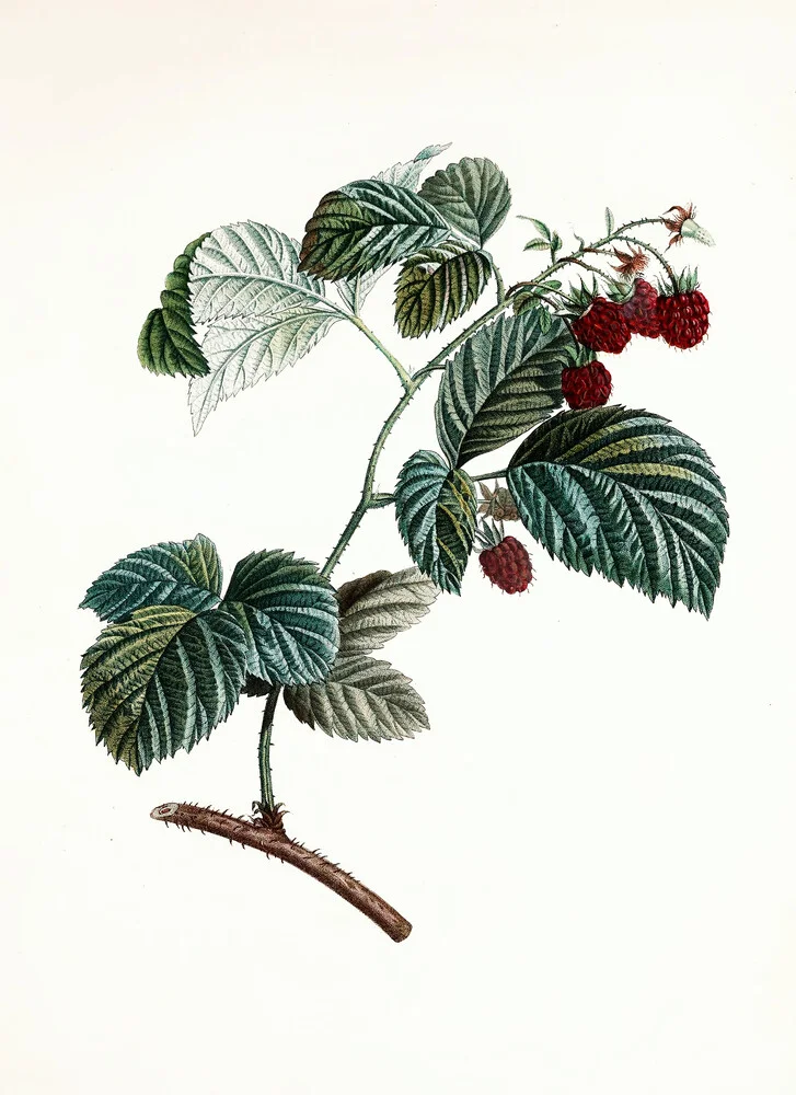 Vintage illustration raspberries 1 - Fineart photography by Vintage Nature Graphics