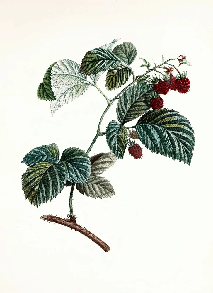 Vintage Illustration Himbeeren 1 - fotokunst von Vintage Nature Graphics