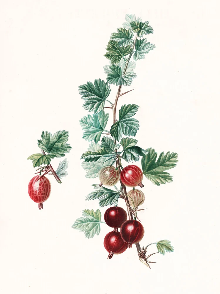 Vintage Illustration Stachelbeeren 2 - fotokunst von Vintage Nature Graphics