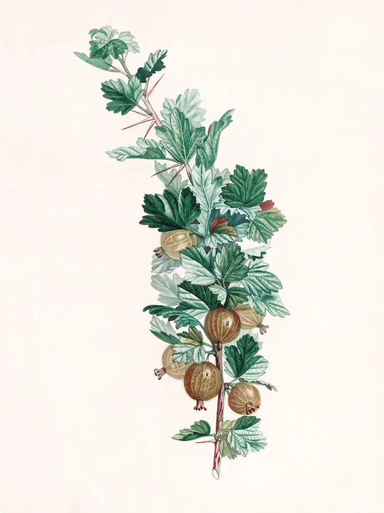 Vintage illustration gooseberries 3 - Fineart photography by Vintage Nature Graphics
