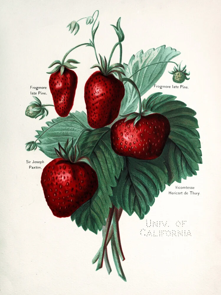 Vintage Illustration Erdbeeren - fotokunst von Vintage Nature Graphics