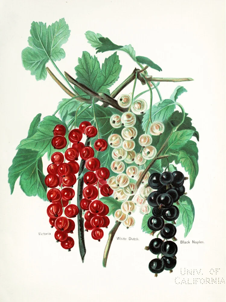 Vintage Illustration Johannisbeeren - fotokunst von Vintage Nature Graphics