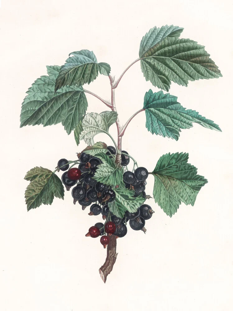 Vintage Illustration Blaubeeren 1 - fotokunst von Vintage Nature Graphics