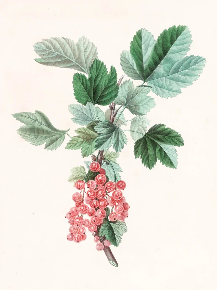 Vintage Illustration rote Johannisbeeren - fotokunst von Vintage Nature Graphics