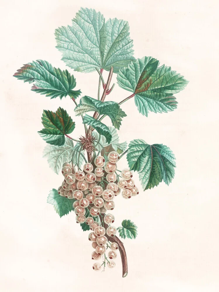 Vintage illustration white currant - Fineart photography by Vintage Nature Graphics