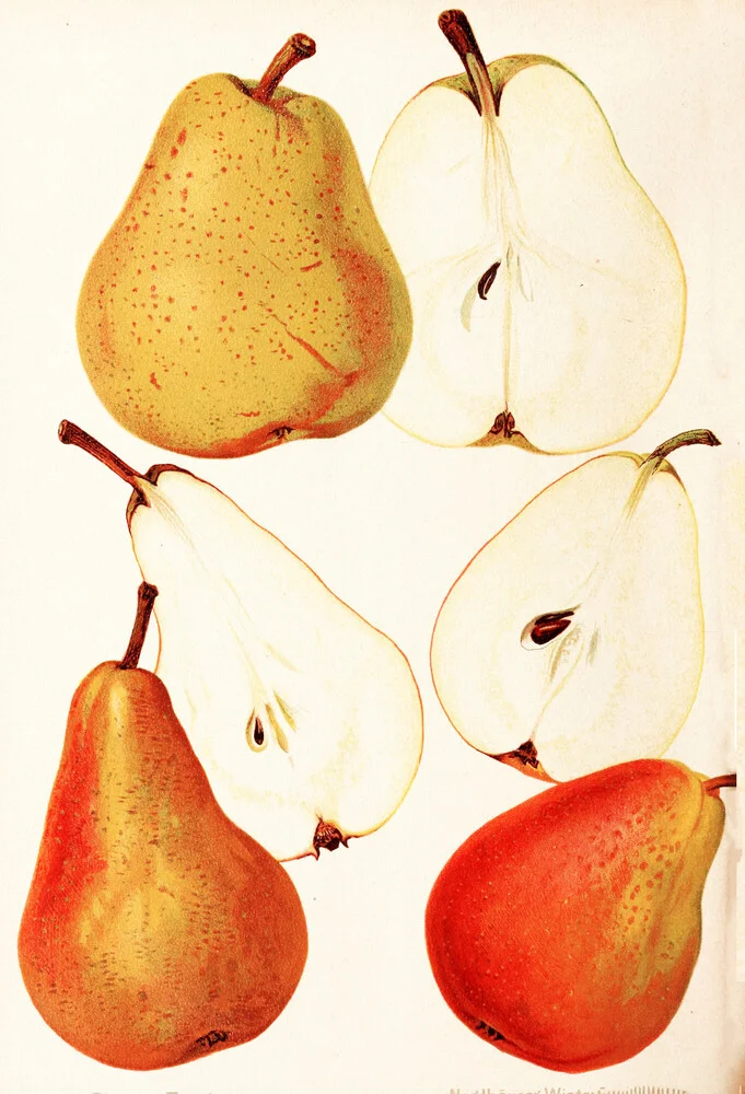 Vintage illustration pears 3 - Fineart photography by Vintage Nature Graphics