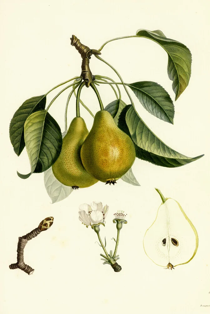 Vintage illustration pears 2 - Fineart photography by Vintage Nature Graphics