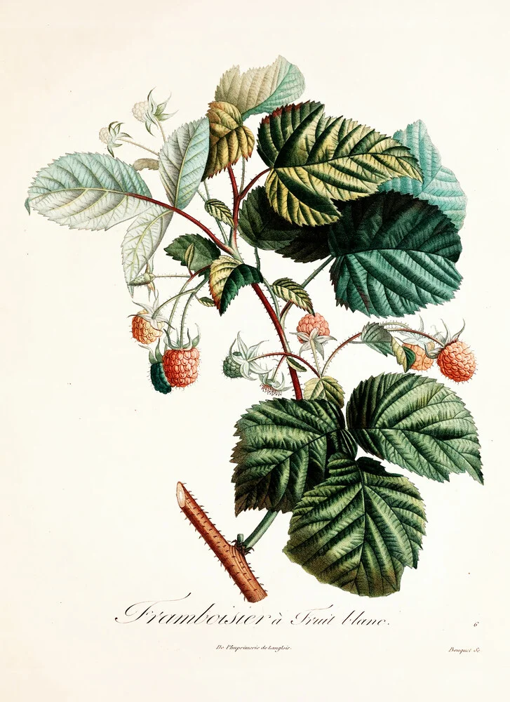 Vintage Illustration Himbeeren 4 - fotokunst von Vintage Nature Graphics