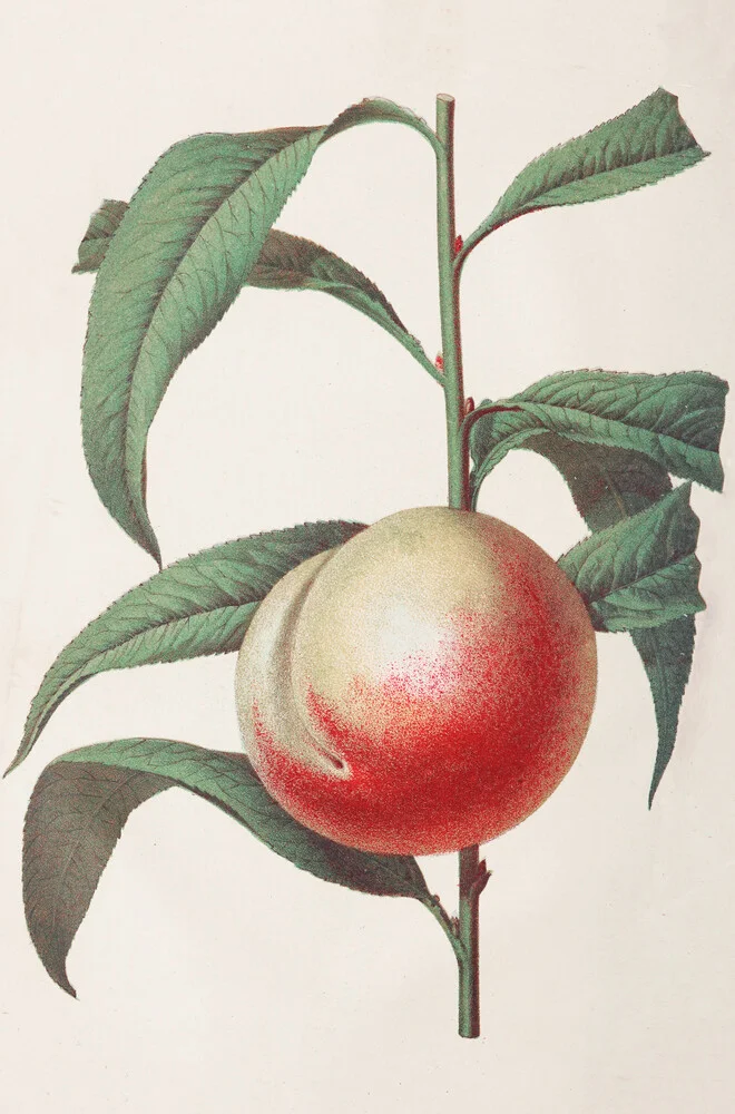 Vintage illustration peach - Fineart photography by Vintage Nature Graphics
