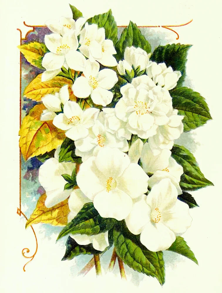 Vintage Illustration Apfelblüte - fotokunst von Vintage Nature Graphics