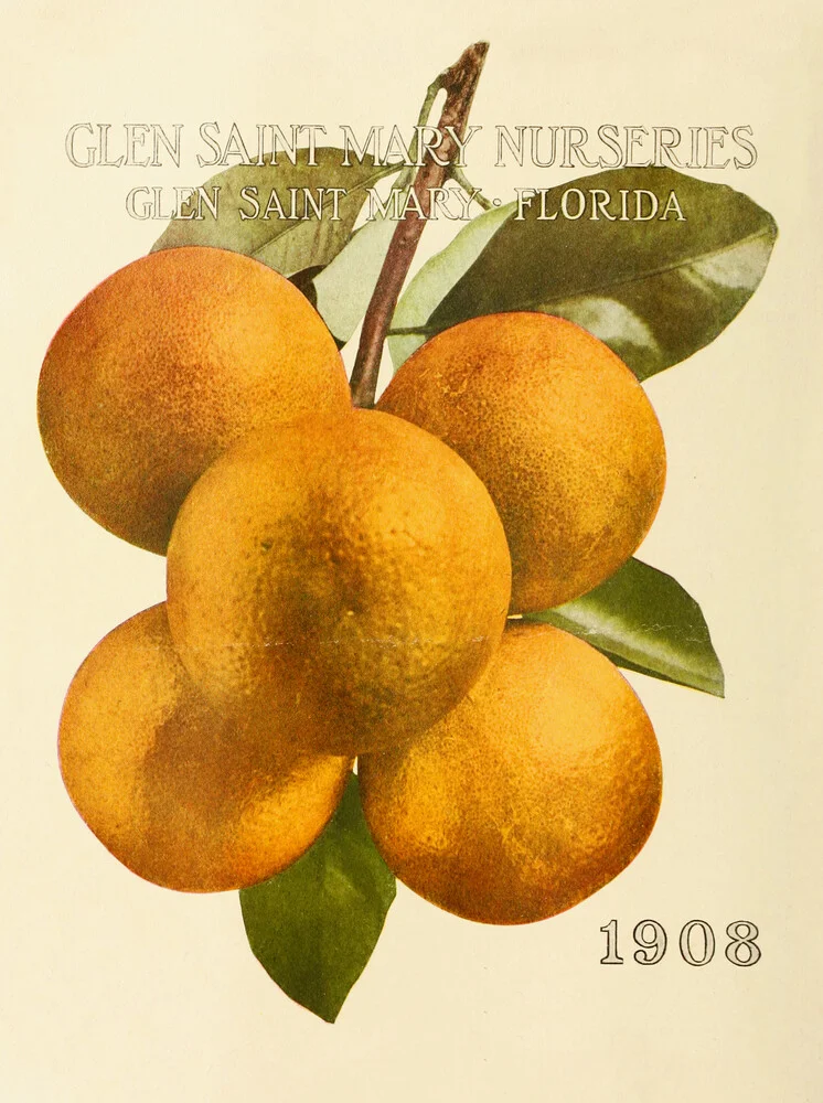 Vintage Illustration Orangen: Glen Saint Mary Nurseries - fotokunst von Vintage Nature Graphics