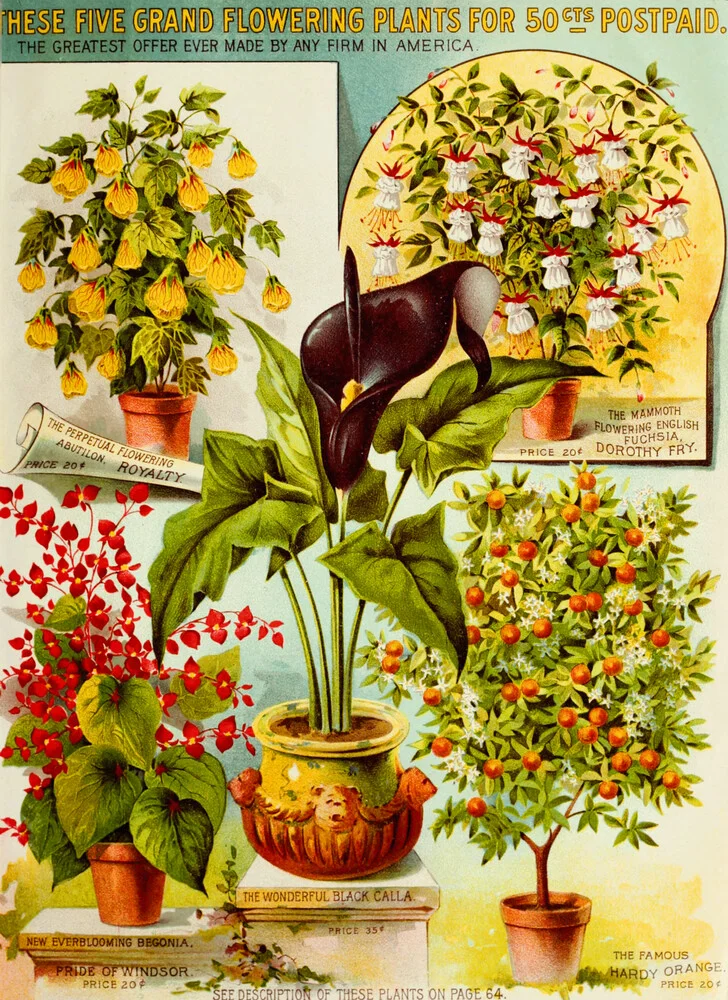 These Five Grand Flowering Plants - fotokunst von Vintage Nature Graphics