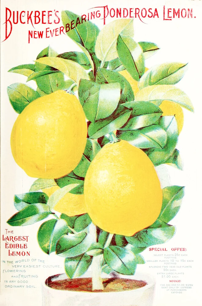 Buckbee's New Everbearing Ponderosa Lemon - fotokunst von Vintage Nature Graphics