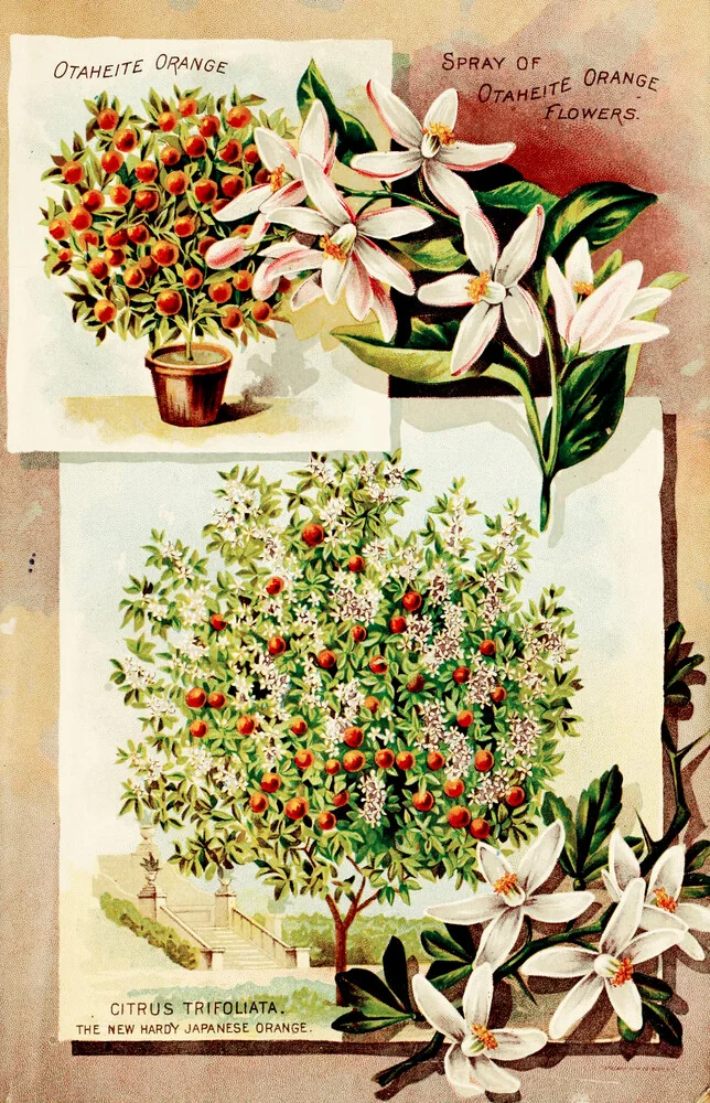 Vintage Illustration Orangenbaum - fotokunst von Vintage Nature Graphics