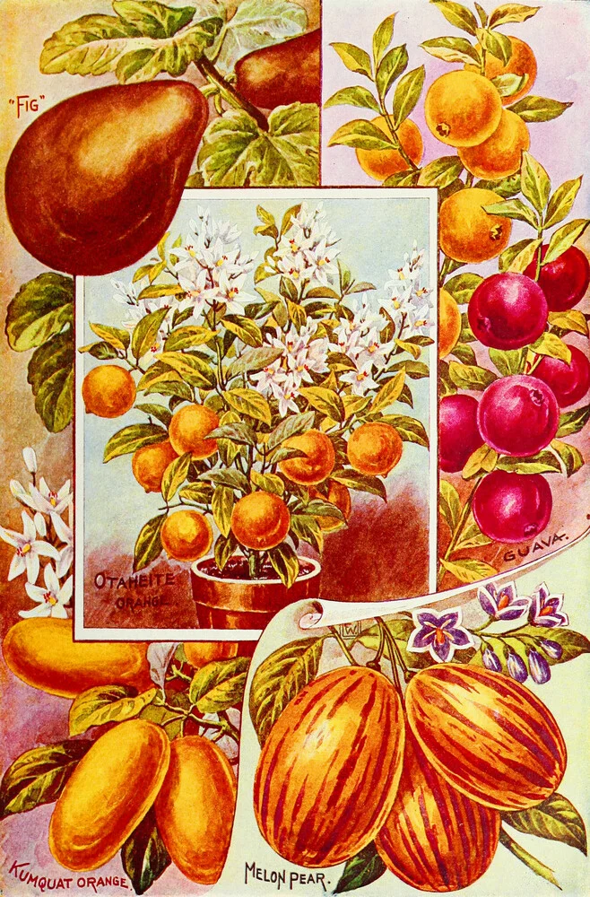 Vintage Illustration von Obstbäumen - fotokunst von Vintage Nature Graphics