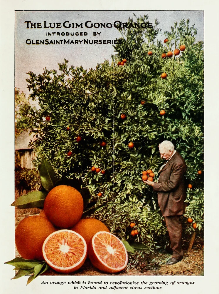 The Lue Gim Gong Orange - fotokunst von Vintage Nature Graphics