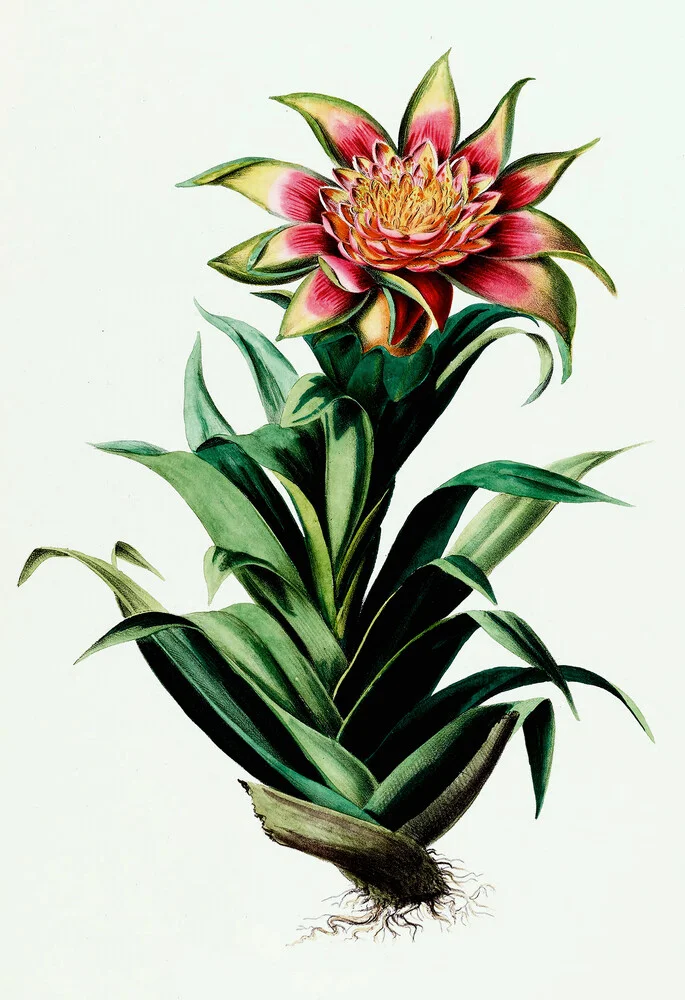 Vintage Illustration Tillandsia 1 - fotokunst von Vintage Nature Graphics