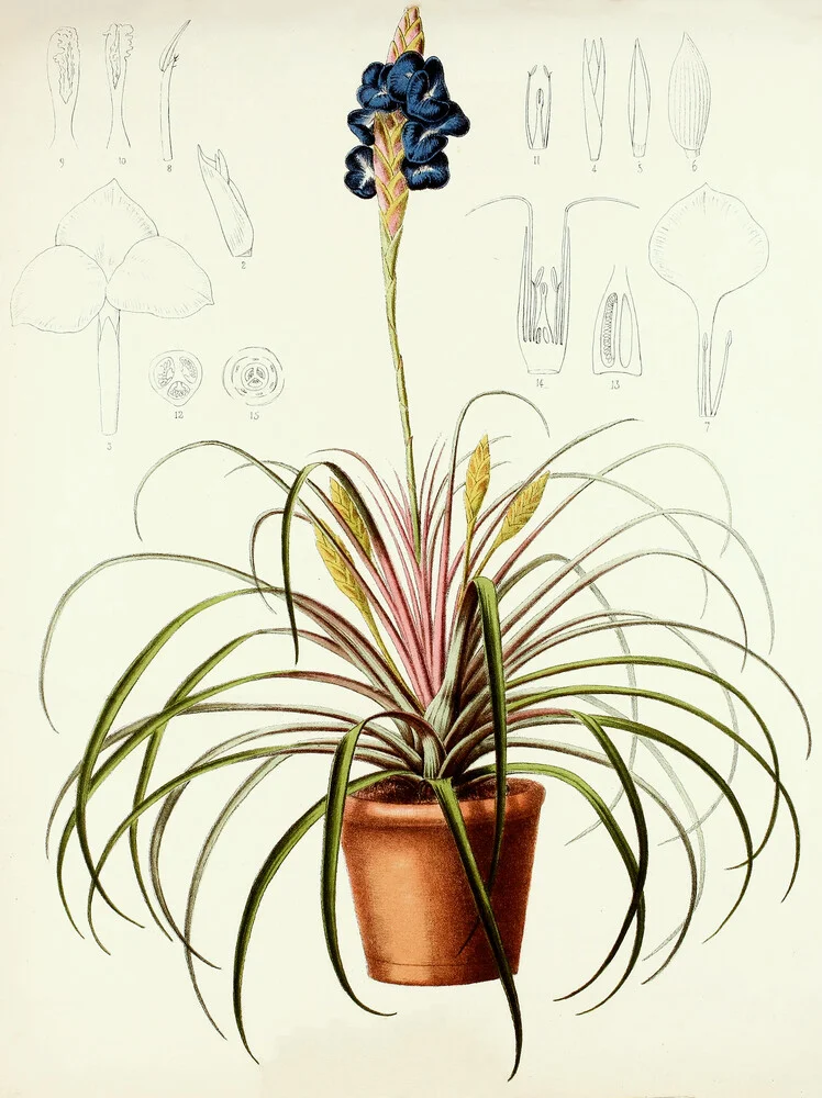 Vintage Illustration Tillandsia 2 - fotokunst von Vintage Nature Graphics